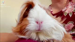 Tiktok Compilation Part 39 Graciespiggies