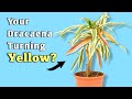 Heres why dracaena plant turning yellow  dracaena plant care