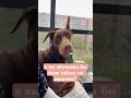#собака #recommended #животные #doberman #доберман