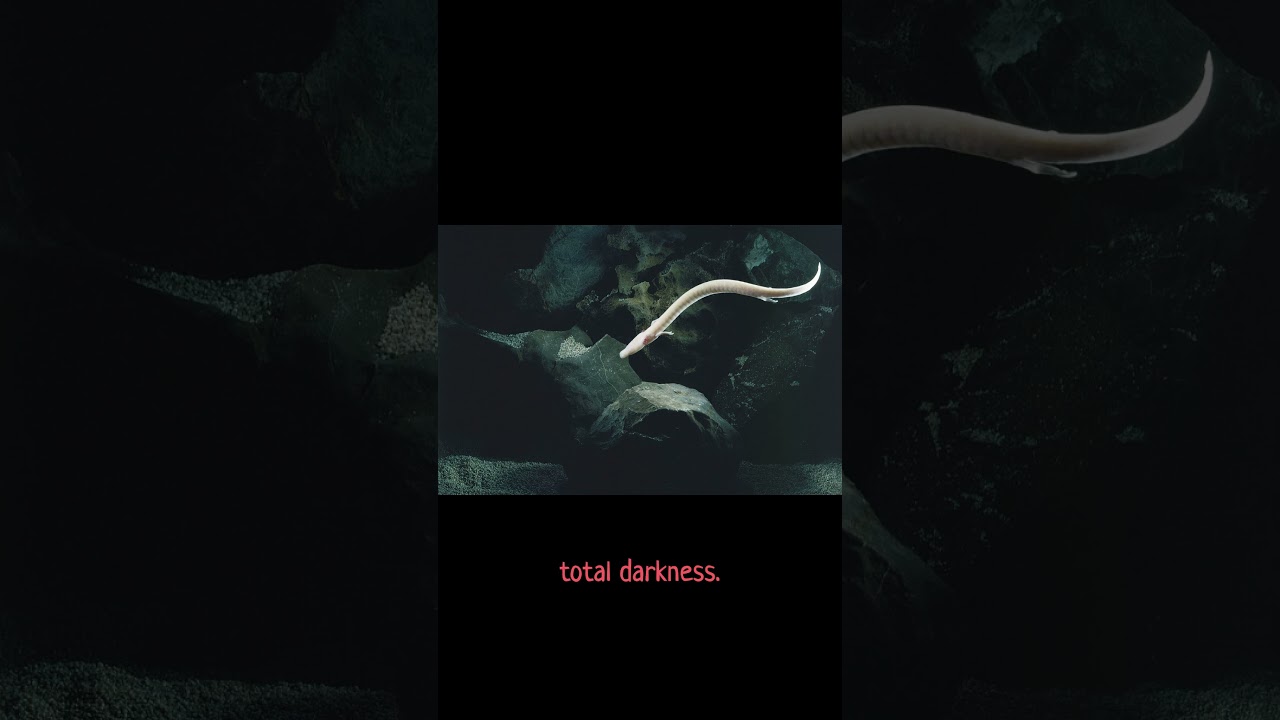 The Blind ‘Baby Dragon’ That Lives Underground 