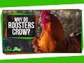 Understanding Rooster Behavior and Sounds