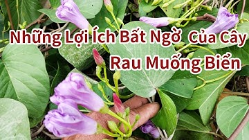 Công Dụng Tuyệt Vời Của Cây Rau Muống Biển Đôi Khi Mình Không Biết 