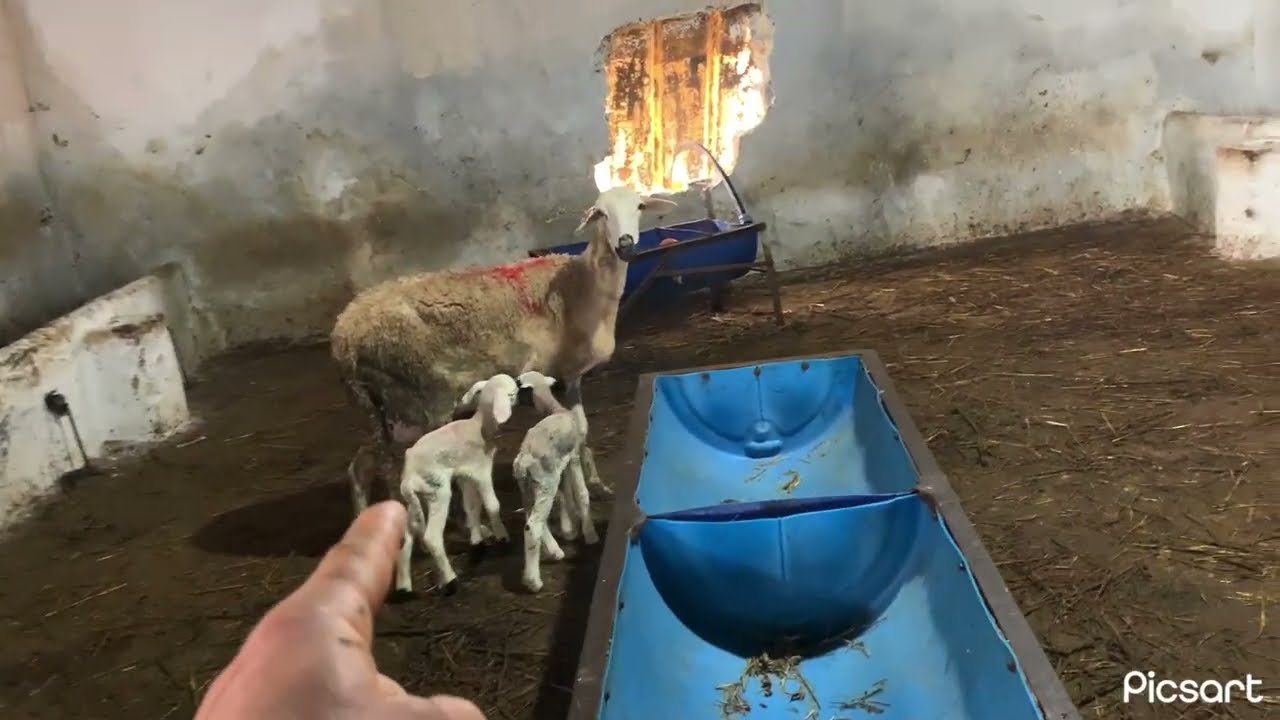 اهم حجا في الكسيبة هيا المرقبة 