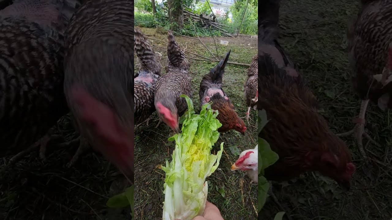 Hühner reißen Salat aus der Hand - YouTube