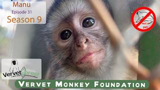 The Moment of Truth: Will These Orphans Find a Mother’s Love? 🐒💔