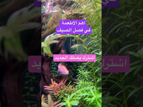 تسعة اطعمة تحتاجها في الصيف اكسبلور تيك توك غذاؤك دواؤك طب صحة جمال صبرو سمك طعام