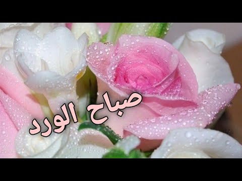 صباح الخير صباح الورد🌹 حالات واتس اب صباحيه جميله🌹🥀🍃😍