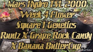 #MarsHydroTSL2000 🪐 #GROLL #Square1Genetics (Runtz X Grape Rock Candy X Banana ButterCup)🍇🍌🧁 💥