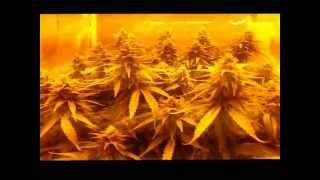 1st Cannabis grow, DWC UK cheese, inspired by HygroHybrid, Day 36 Flowering.