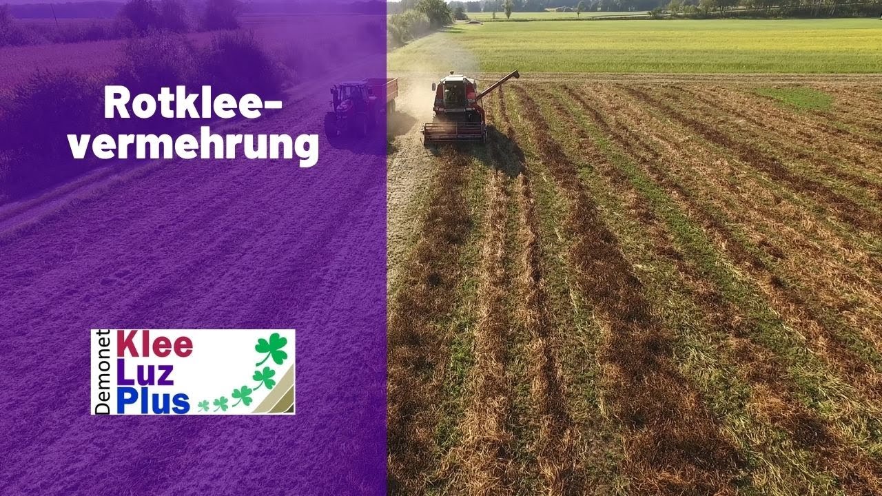 Ernte bei der Rotkleevermehrung