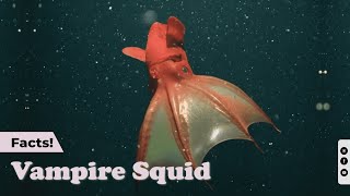10 Unique Facts About Vampire Squid Echoes Of Nature