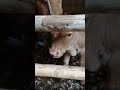 一昨日産まれたウチの娘✨