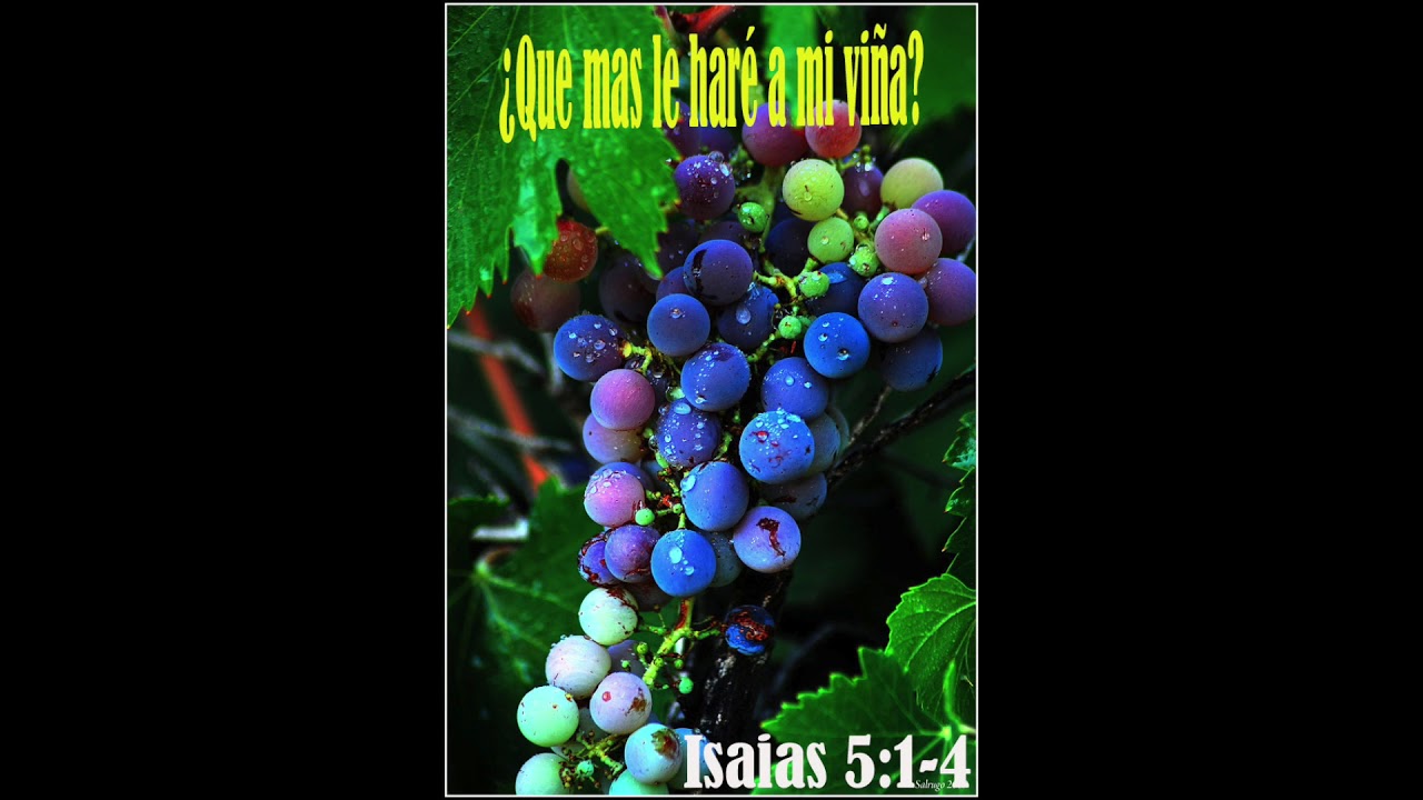 ¿Que mas le haré a mi viña?