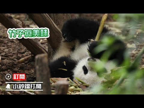 《熊貓早晚安》竹子好吃到熊熊打滾 | iPanda熊貓頻道