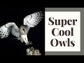 Why Owls Are So Cool?