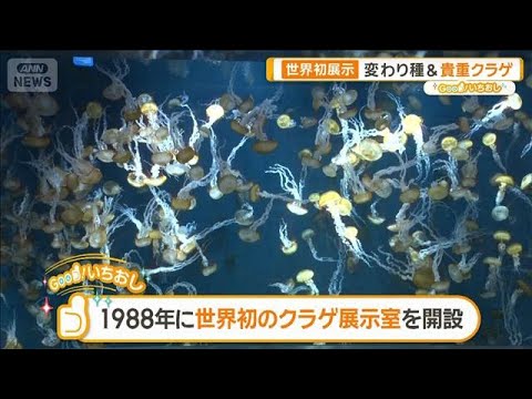 世界初展示連発 貴重クラゲ、生きているシラス 新江ノ島水族館【グッド！いちおし】【グッド！モーニング】(2025年8月4日)