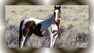Unraveling the Mystique of Mustang Horses | Exploring America’s Iconic Wild Equines by Animal Fun & Facts 596 views 1 month ago 2 minutes, 17 seconds