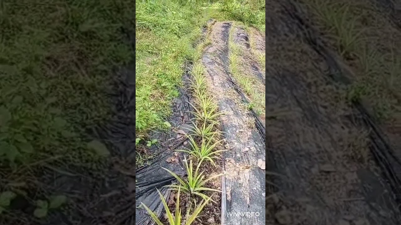 our pineapple farm year end update