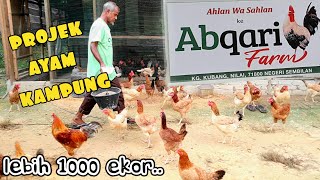 ✅️ TERNAK AYAM KAMPUNG. REBAN DATUK DR ZULKIFLI ALBAKRI. ABQARI FARM