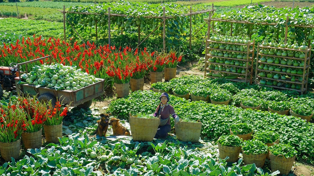 Relax With Harvest: Kohlrabi, Pennywort, Bottle Gourd, Bitter Melon, Yardlong Beans, Red Pomelo