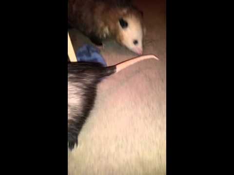 Video: Wann ist die Paarungszeit der Opossums?
