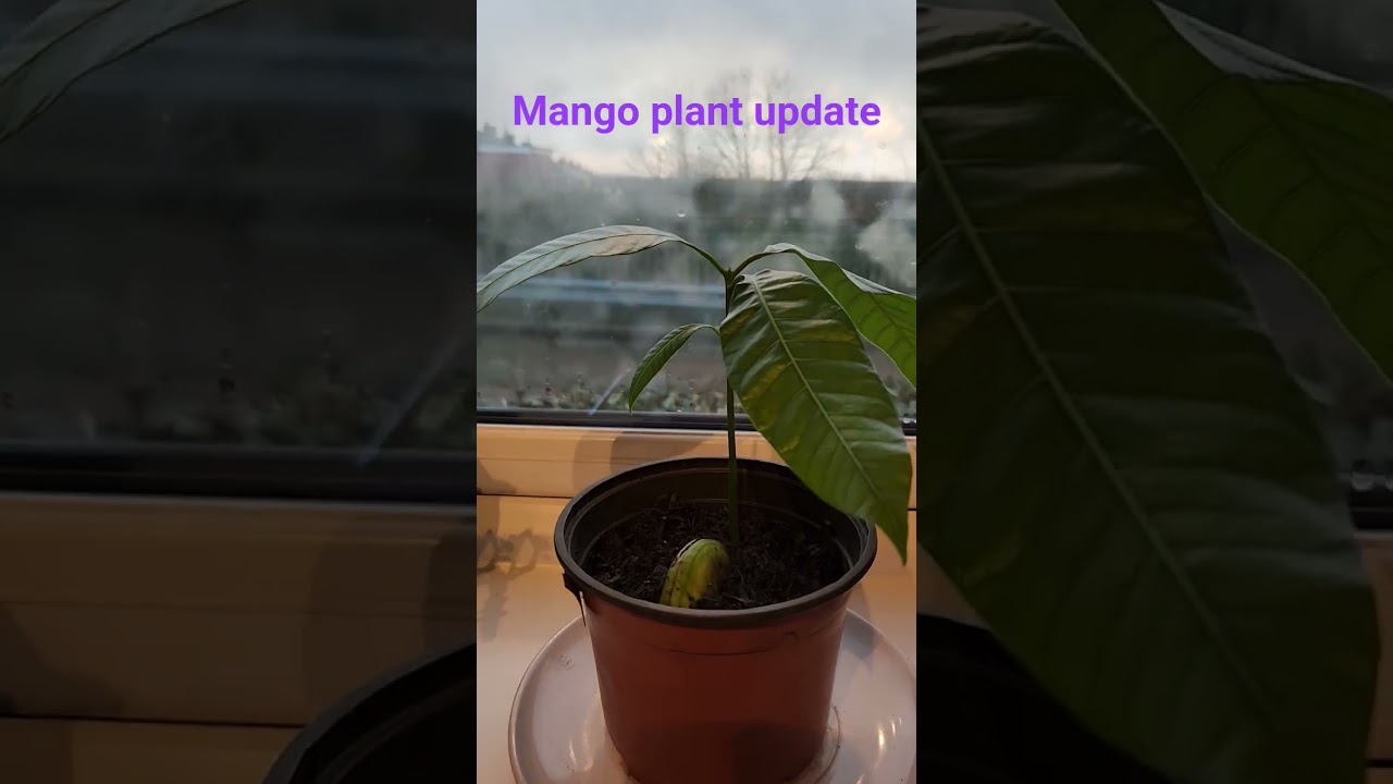Mango plant doing well in the window UK. 