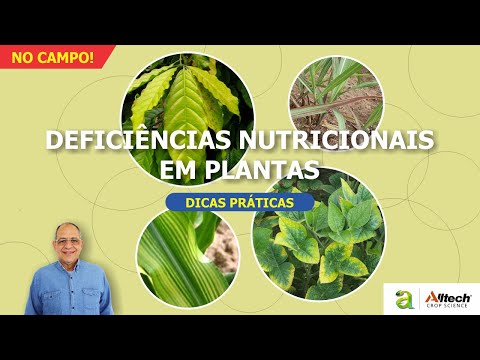 Vídeo: Qual deficiência mineral causa clorose nas plantas?