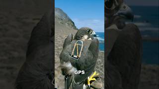 Download Lagu This Falcon Flew From South Africa to Finland, In Just 42 Days. MP3