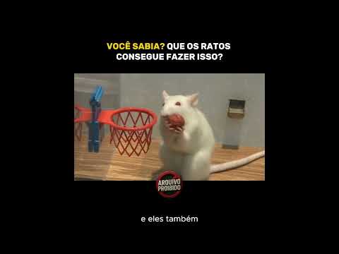 VCÊ SABIA? Que os RATOS consegue fazer isso?