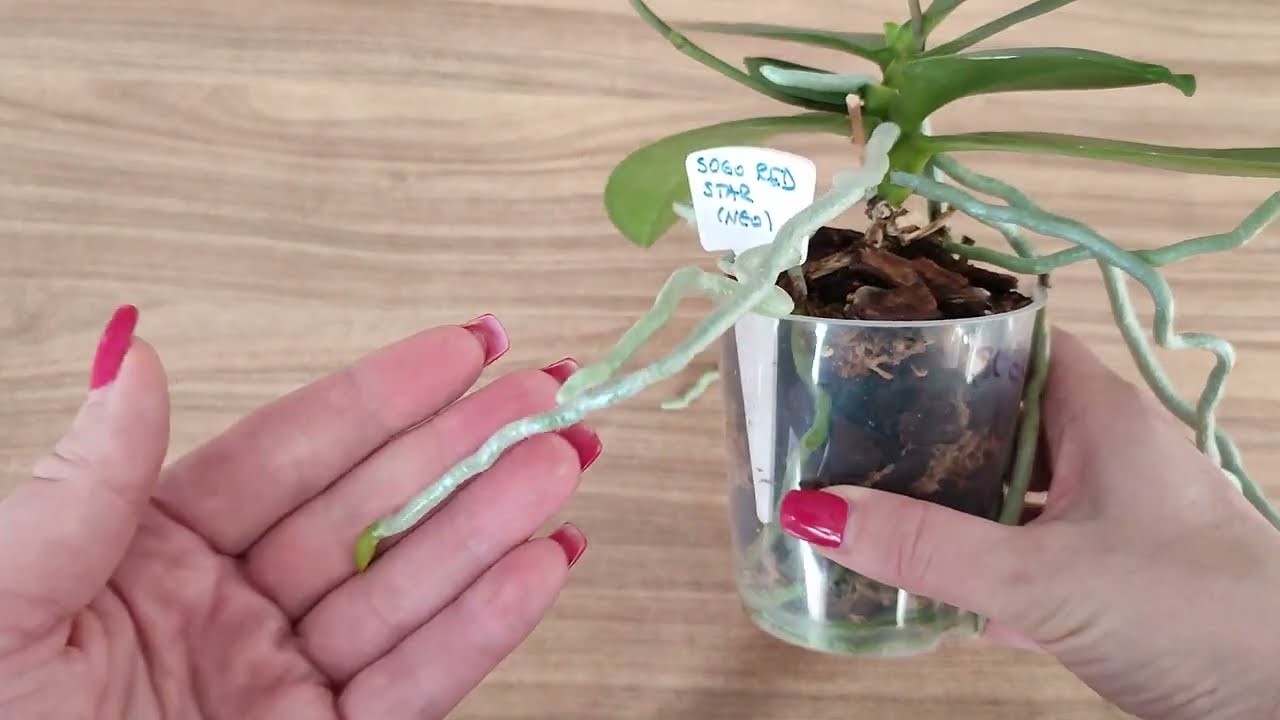 Pričajmo o korijenu...