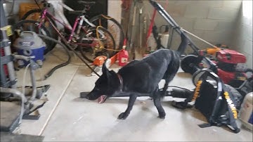 K9 William Working Odor