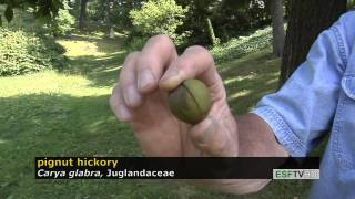 Trees with Don Leopold - pignut hickory