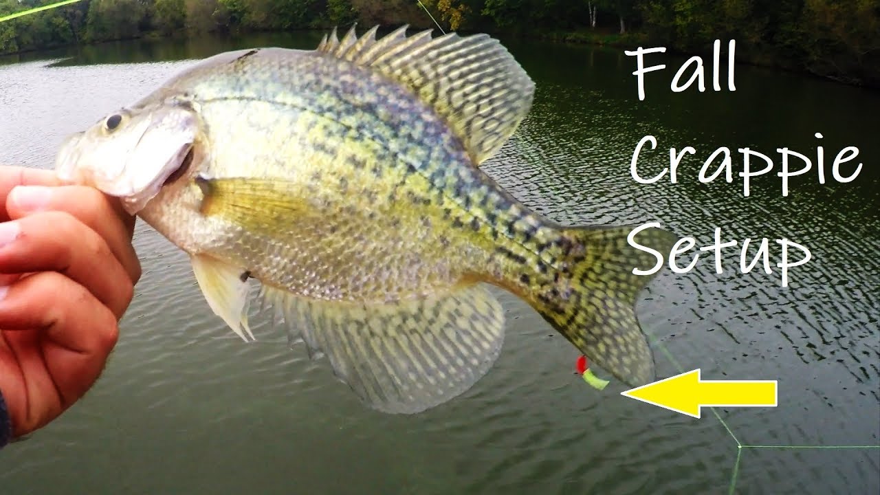 Catch more Fall Crappie with this rig (Triple Crappie Jigs) EP.18 of 30