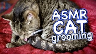 ASMR Cat  Grooming #31