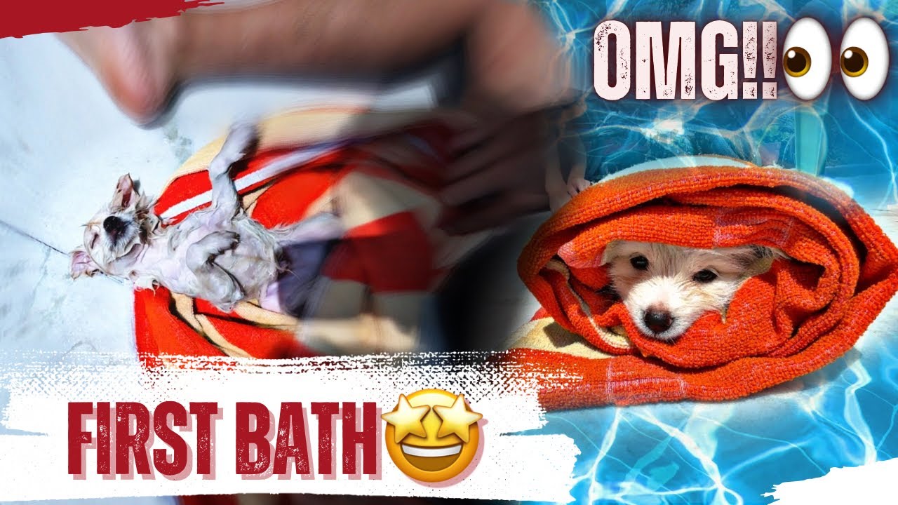Our Puppy’s First Bath Ever🫧!! Cutest Reactions😍💗