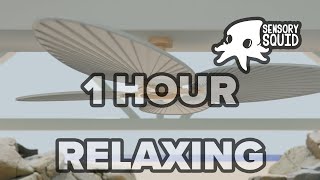 Sensory Squid  Relaxing Beach Sounds and Music for 1 Hour!