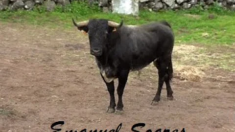 Como se separa a palavra toureiro?