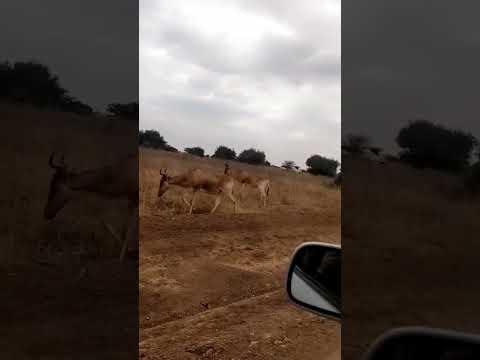 #gazelle evening walk