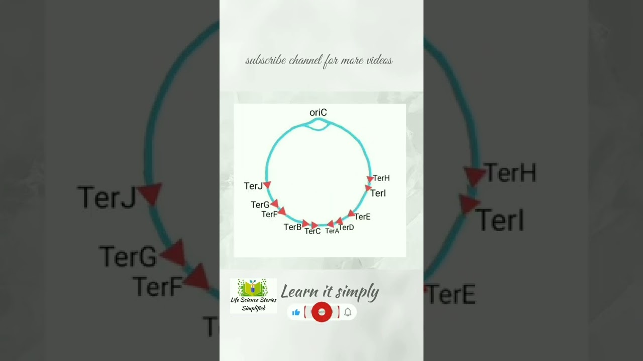 DNA Replication in Prokaryotes | Termination part3 | Tus-Ter complex | csir net life science