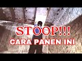 STOOP!!! 2 Cara PANEN Sarang walet seperti ini