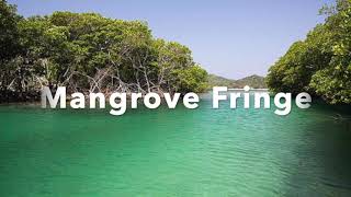 Intro to Mangroves