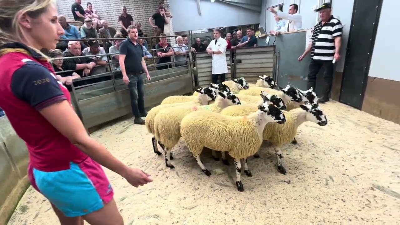 Lancaster Mule Gimmer Lamb Sale 2023