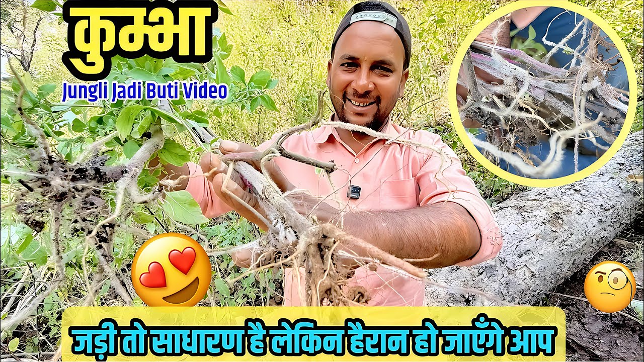 Jungle Jadi Booti Jo Khoon Rokti Hai 🩸 | Tribal Herbal Knowledge | Forest Vlog India 🇮🇳 |
