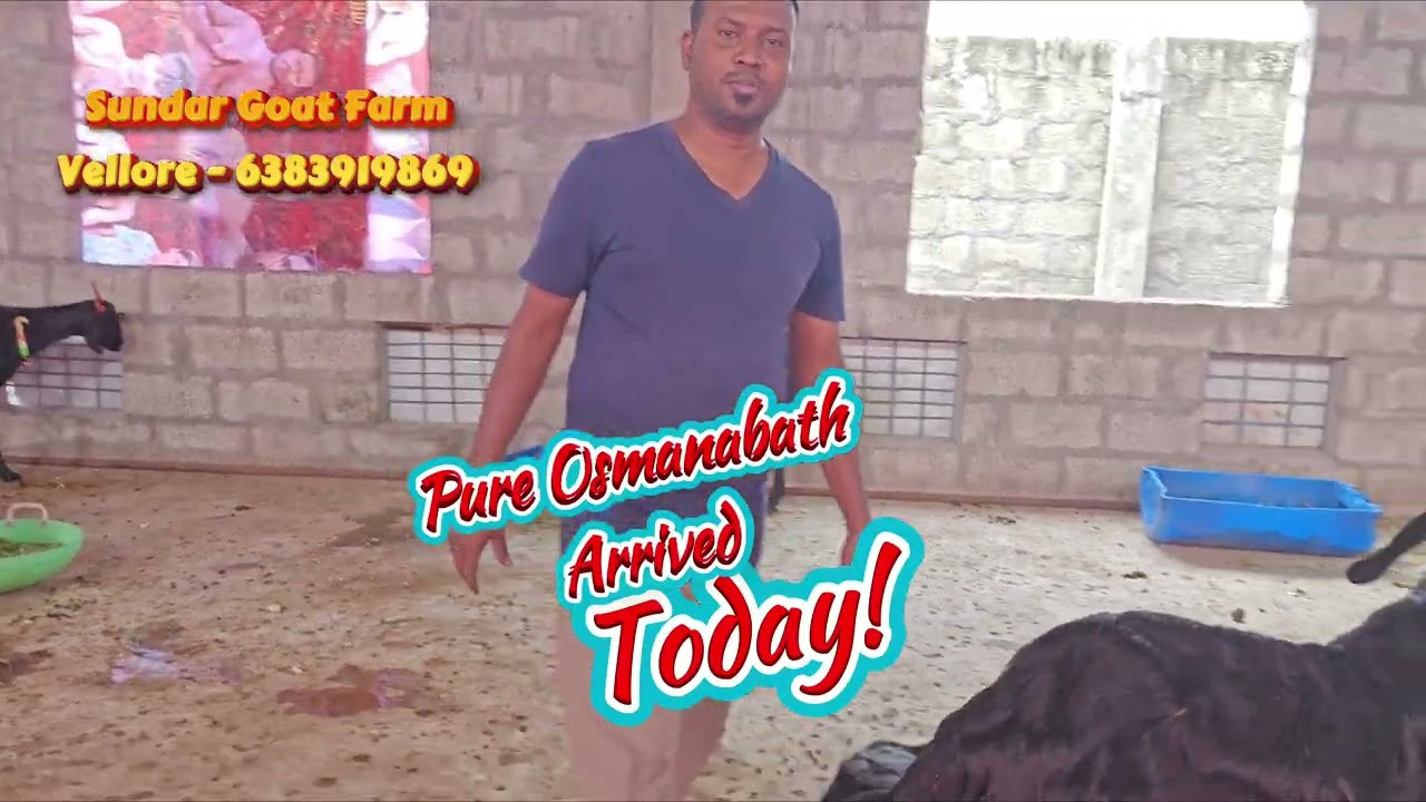 Osmanabath Pregnancy Goats Arrived today. Full Milk goats available now. order contract : 6383919869