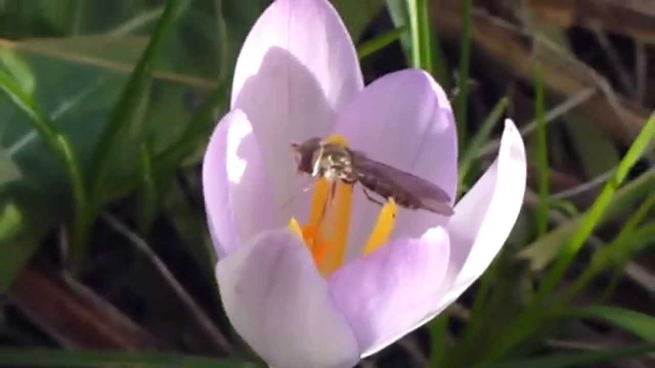 Twin barred Hoverfly  - Episyrphus balteatus  - Sveiffluga  - Fluga á blómi