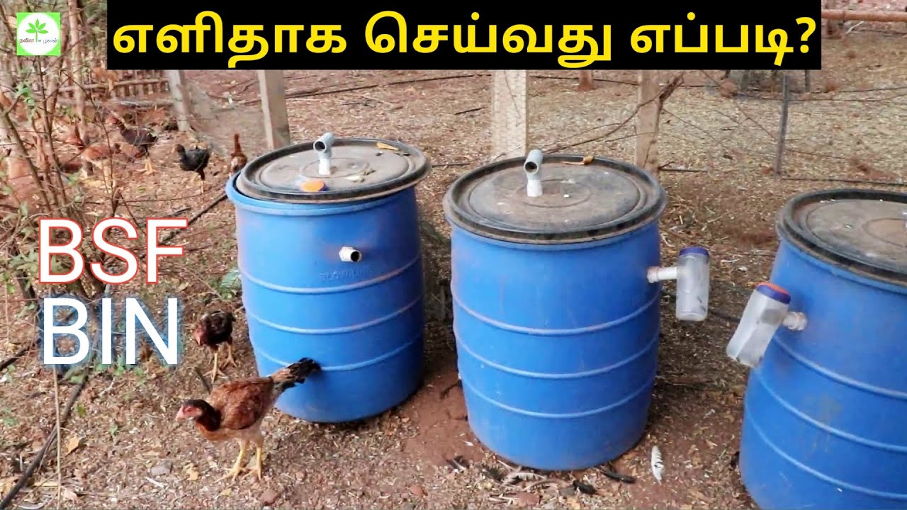 " Black Soldier Fly" BIN எளிதாக எப்படி செய்யலாம்? How to make BIN?