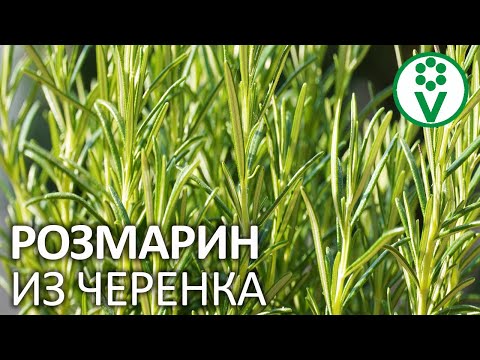 Как укоренить розмарин в домашних условиях