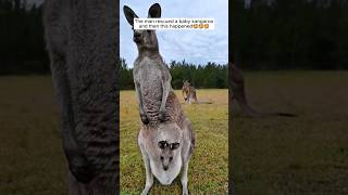 The man rescued a baby kangaroo and then this happened #shorts Resimi