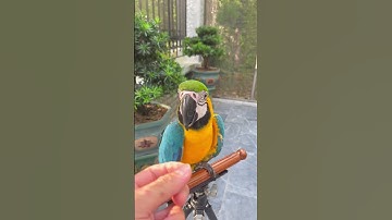 Vẹt Blue And Gold Macaw - Vẹt đuôi dài Vàng Lam màu sắc mê mẩn #đạtbirdtv #shorts