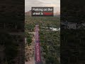 Gold Canyon Trail Parking